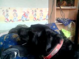 Mon chien parle ! ! ! :)