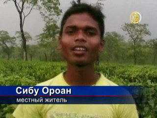 Слоны затоптали чайную плантацию