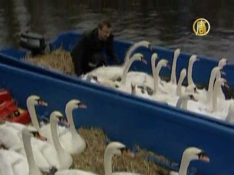 Гамбургские лебеди отправляются на зимовку