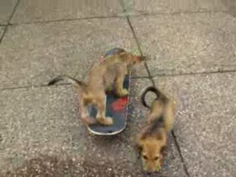 dog skate