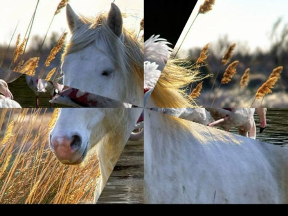 la camargue