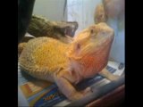 baby bearded dragon for sale 786-973-3364