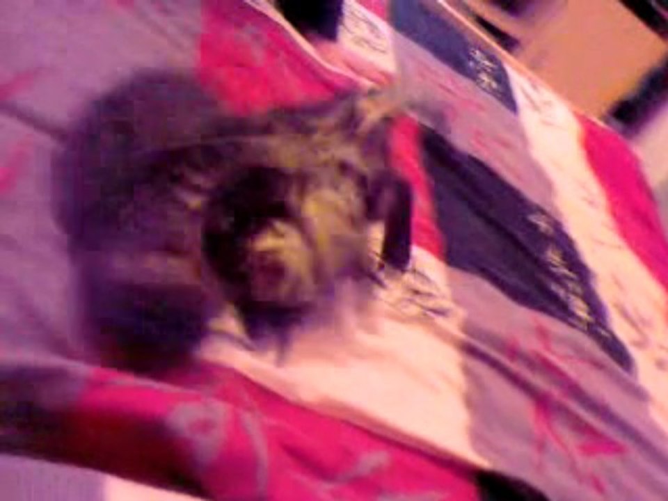 les chats son fou