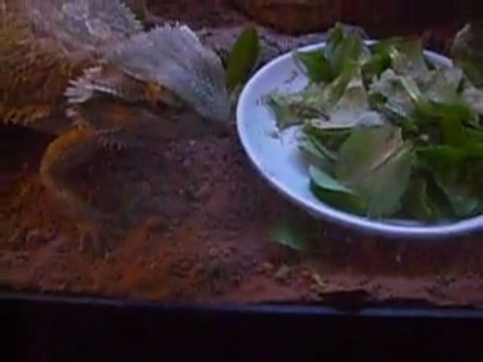pogona