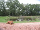 144 Greasy Bend, farm and ranch property, Smithville, Texas