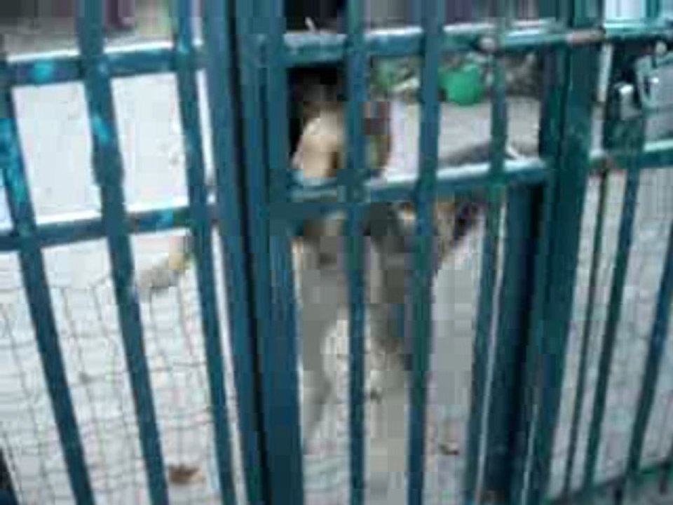 VESS INCROCIO LUPO / PASTORE TEDESCO IN GUARDIA