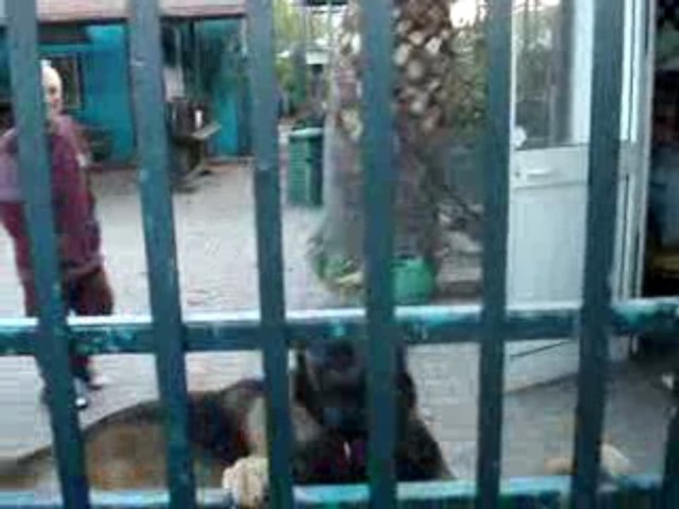 VESS INCROCIO LUPO / PASTORE TEDESCO IN GUARDIA