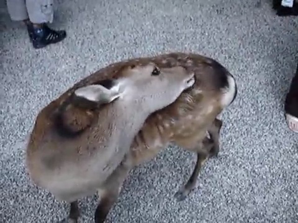 Voyage Japon Miyajima (2)