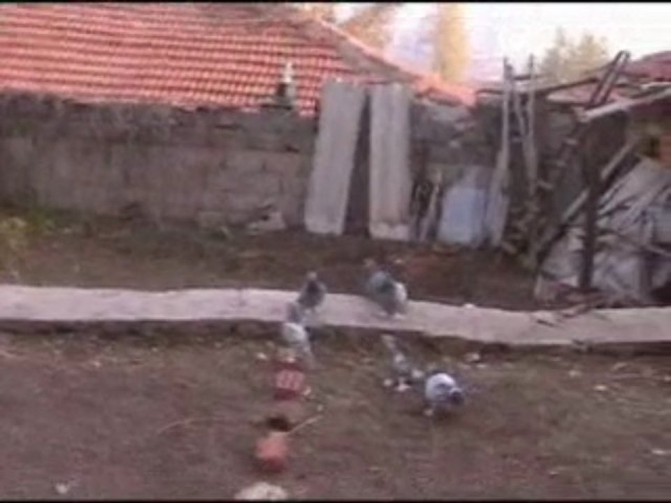 bozdumanlı 6