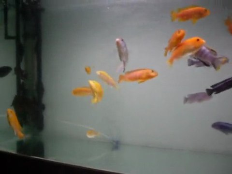 cichlidés lac malawi