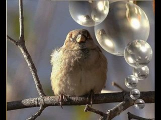 Noel Pour les Petits Oiseaux