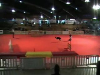 SARAH ET BONIC AU RAPPEL DIRECT/EXPOSITION CANINE PERPIGNAN