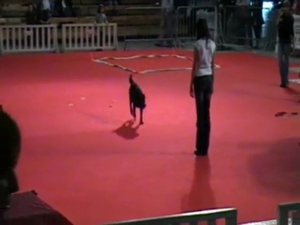 BOSTON ODORAT / EXPOSITION CANINE DE PERPIGNAN