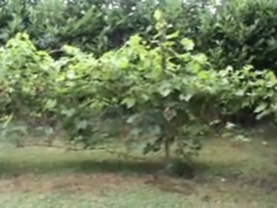 un jardin d'eden