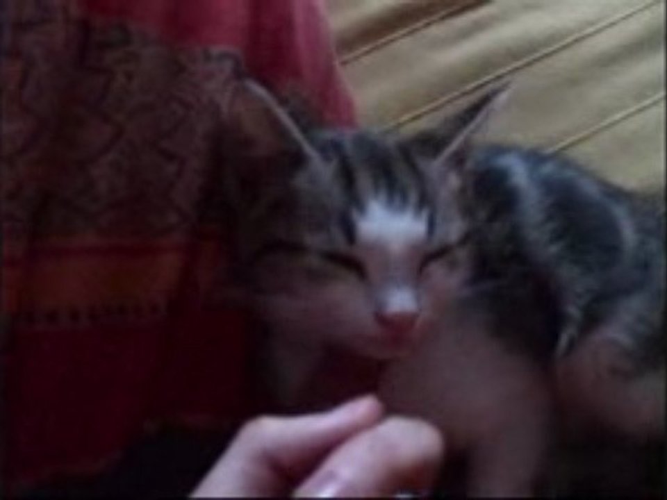 mon chat