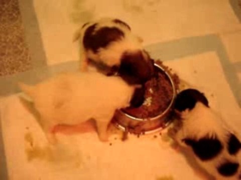 Repas des petits ENC Phalènes à la Vallée des Secrets