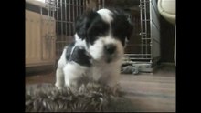 puppy