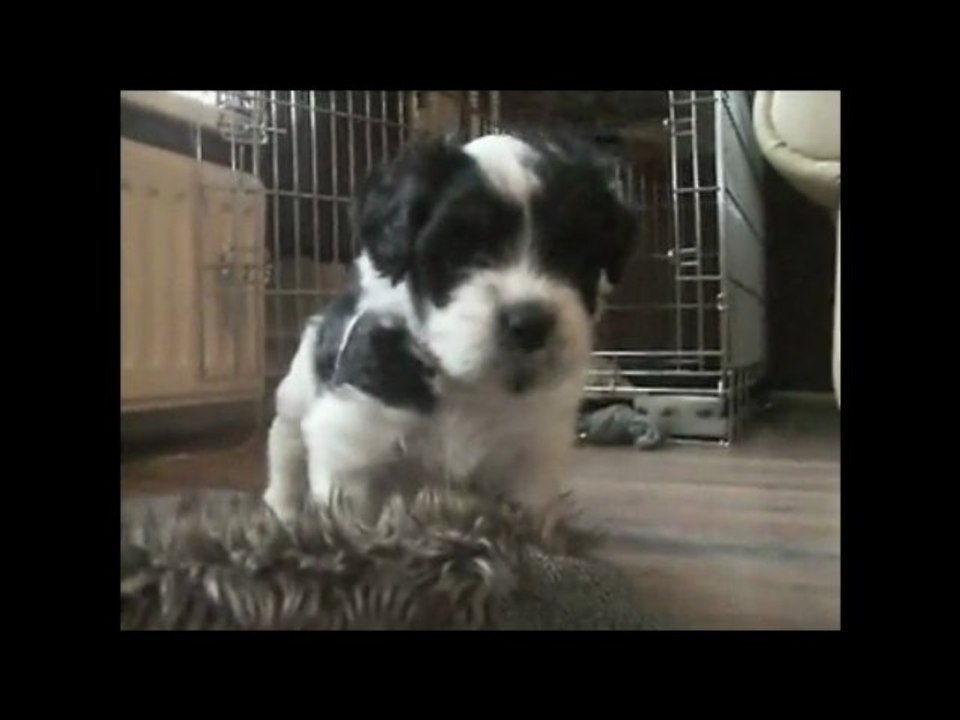 puppy
