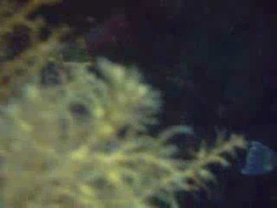 baliste a tahiti beach