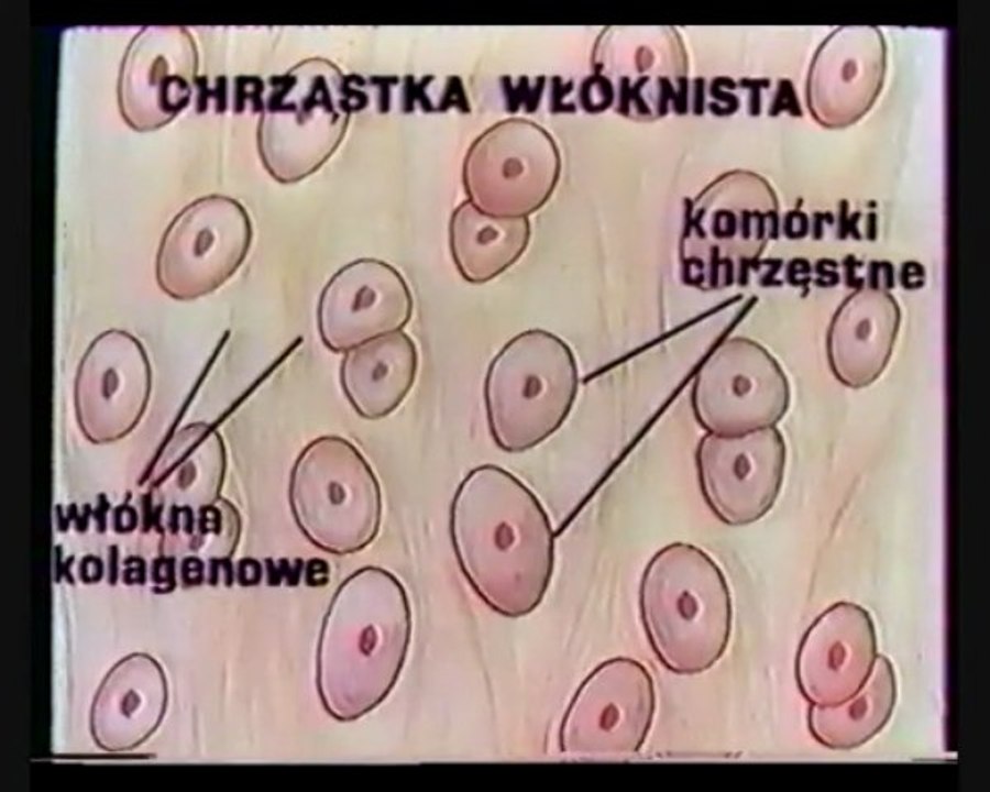 Tkanka łączna
