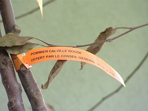 Distribution de 4500 arbres pour la Sainte-Catherine