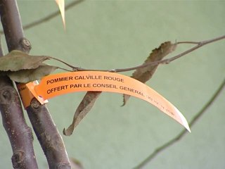 Distribution de 4500 arbres pour la Sainte-Catherine