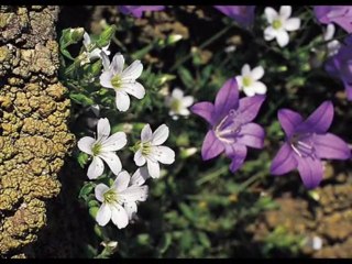 ΠΕΓΚΗ  ΖΗΝΑ   ΘΑ Σ'ΑΓΑΠΩ ΝΑ Ρ'ΘΕΙΣ