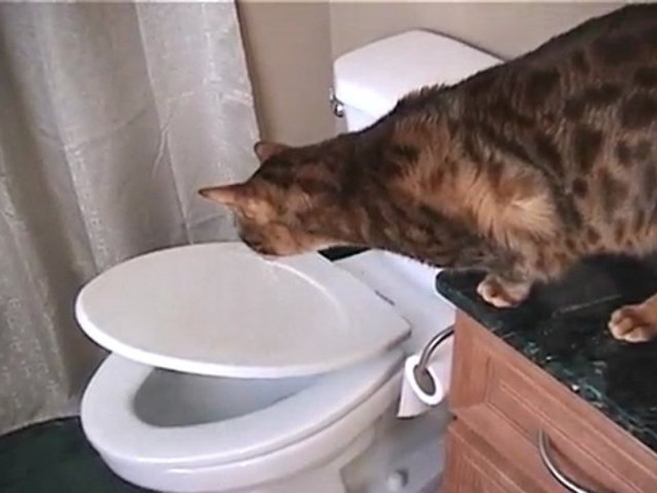 What can a bengal cat do that a human male cannot?