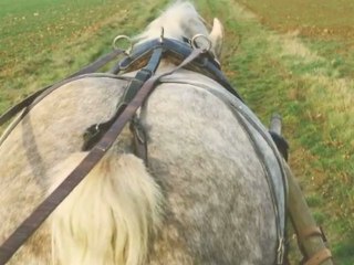 Udine la jument boulonnaise