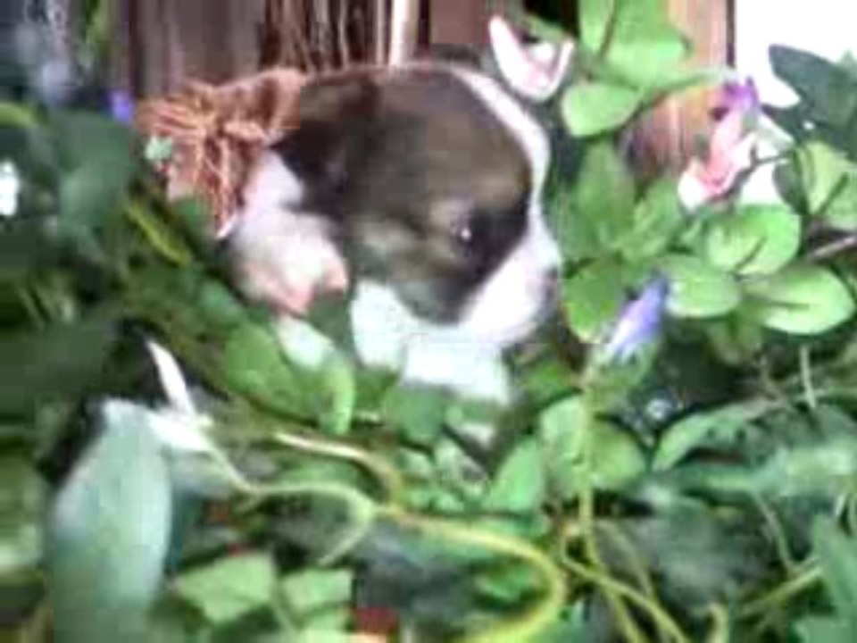video 18