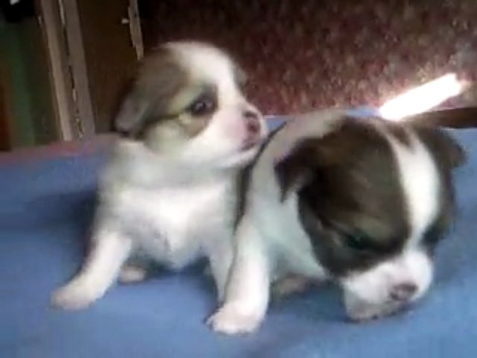 VDEO 12