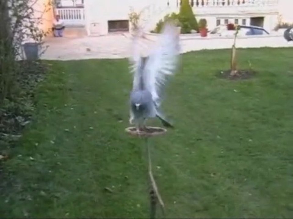 Systeme d'appelants pour la chasse a la palombe