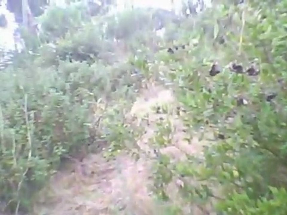 Airsoft DNA (5) 22/11/09