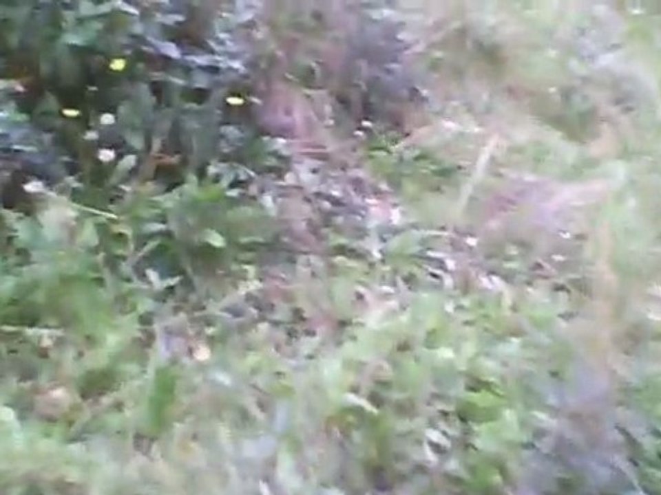 Perte de l'otage par les SEALS (Airsoft DNA 22/11/09)