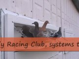 Pigeon Pals Daily Racing Club News 134 Bears Back
