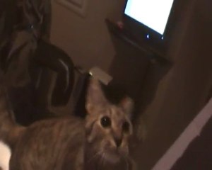 street bench-kitty raporte tout comme un toutou