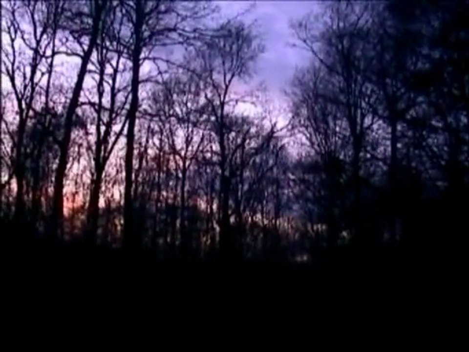 Dortoire à palombes n°2