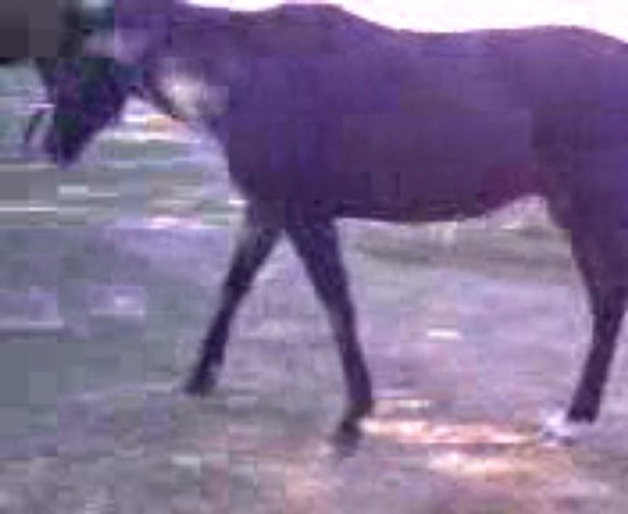 Vidéo023