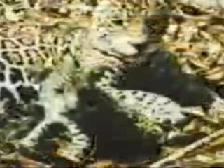 Projet Des Enfants et Des Arbres!!