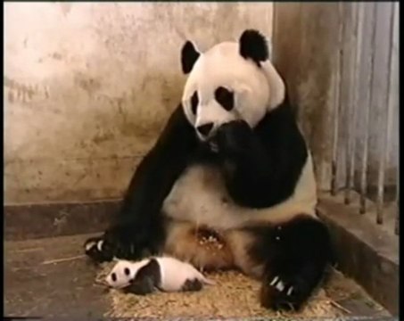 Baby Panda Bear Sneezes - Scares Mother