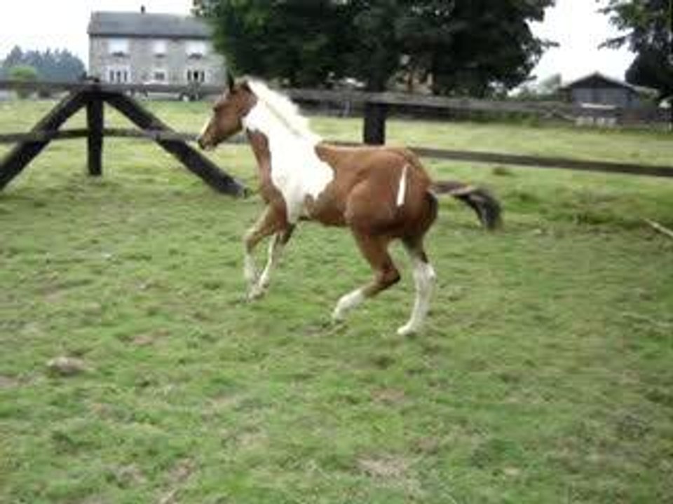 Tiger le 26 juin 2006