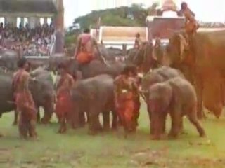 Festival des elephants a Surin (Thailand)