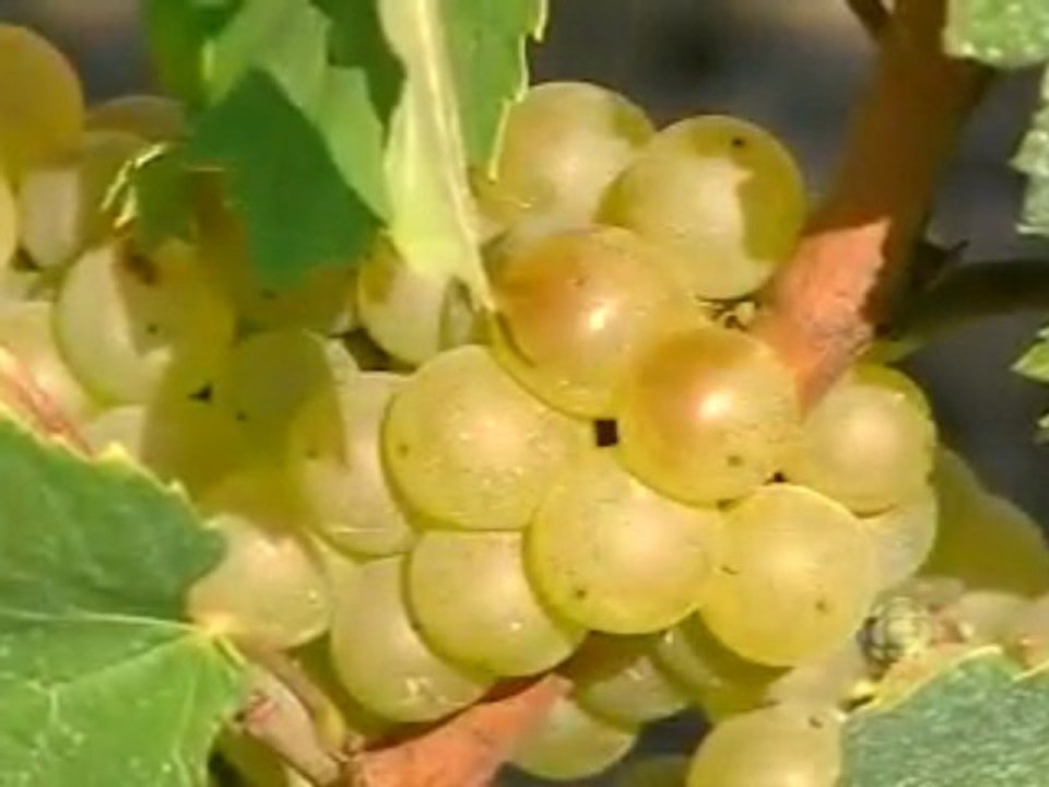 What Makes Canadian Wines Great?