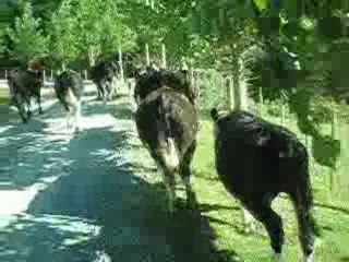 De vrais petits fermiers et meme plus