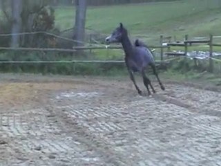 pur sang arabe a vendre