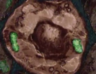 Las celulas: ¿Como funcionan?