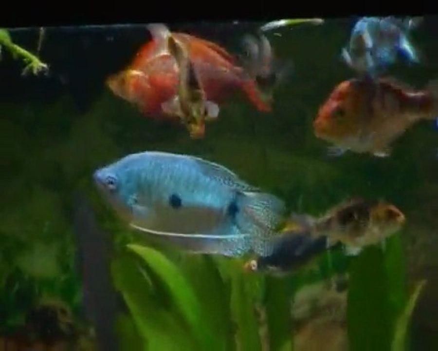 Mes aquarium perso