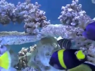 Marine Angelfish Tank HD