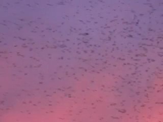 Nuage d'étourneaux au-dessus de Maubeuge