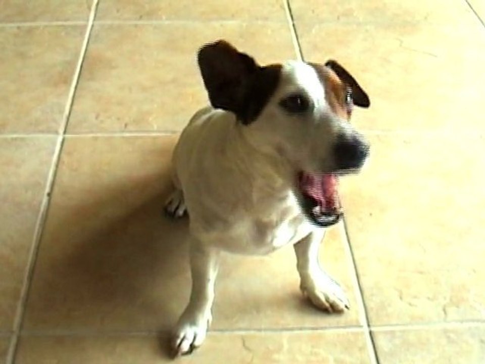 Talking Doggy!